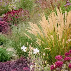 Ein üppiges Blumenbeet mit Gräsern, Sedum und Purpur-Echinacea. Tolle blumenbeet ideen für Struktur und Farbe.