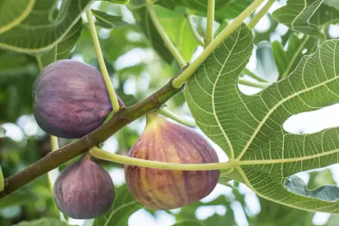 Reife Feigen hängen an einem Ast. Bald ist Zeit für den Feigenbaum schneiden, um die Ernte zu fördern.