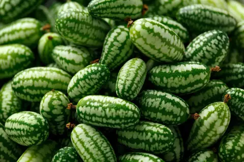 Ein Haufen mexikanischer Minigurken, klein und oval mit grünen und weißen Streifen, bereit für einen erfrischenden Salat.