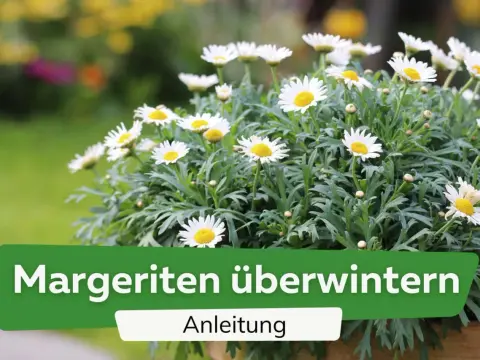 Winterharte Margeriten - So überwintern sie richtig!