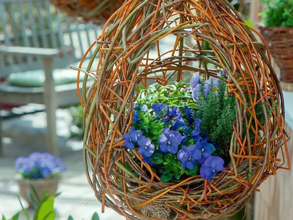 Eine selbstgemachte blumenampel aus Weidenzweigen, gefüllt mit blauen Stiefmütterchen und Kräutern.